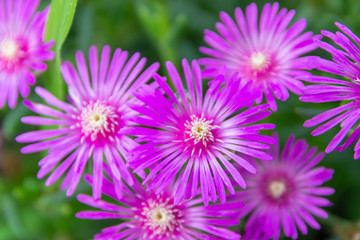 Obraz premium マツバギク