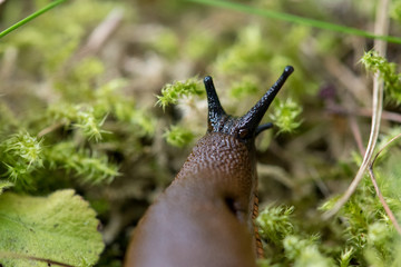 snail on green leaf