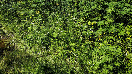 Thickets of grass close-up macro. Grass and flowers near a puddle in the forest