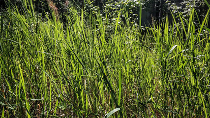 Thickets of grass close-up macro. Grass and flowers near a puddle in the forest