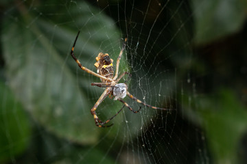 spider eat