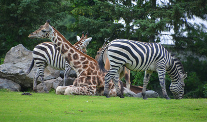 The giraffe (Giraffa camelopardalis) is an African even-toed ungulate mammal and Zebras are several species of African equids (horse family) © Daniel Meunier