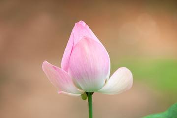 Lotus flower or water lily flower blooming