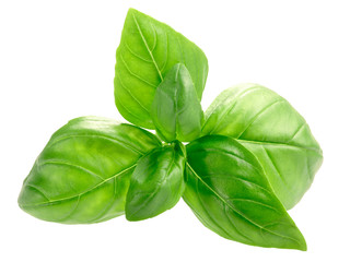 Basil leaves (Ocimum basilicum), bulgy,  isolated