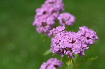 Dianthus barbatus, sweet william, flower isolated on white background.