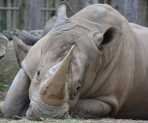The white rhinoceros or square-lipped rhinoceros is the largest extant species of rhinoceros.  It has a wide mouth used for grazing and is the most social of all rhino species © Daniel Meunier