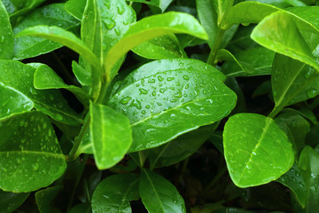 Green leaves with drops of water after rain.