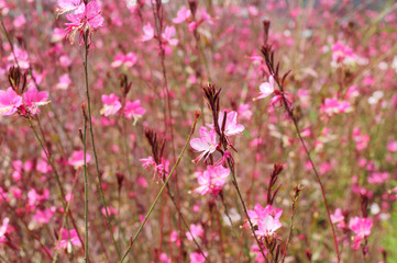 Pink flowers Gaura on a field close up.