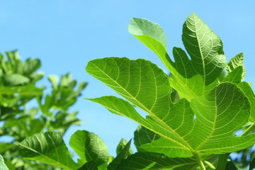 Fototapeta na wymiar Green fig leaves on a background of the blue sky.