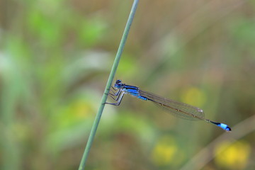 dragonfly on blade of grass