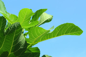 Fig leaves on a background of the blue sky close up.
