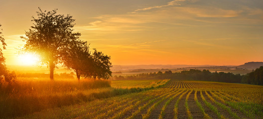 View of sunrise farmland in summer
