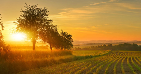 Fototapeta premium Sunrise farmland