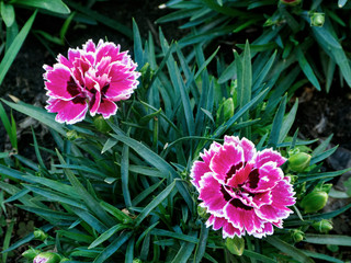 wild and garden plants, flowers, trees	