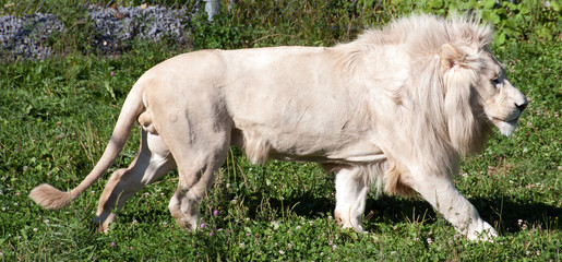 White lion is a rare color mutation of the lion. Until 2009 when the first pride of white lions was...