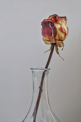 dry rose in a vase on grey background