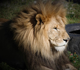 The lion is one of the four big cats in the genus Panthera, and a member of the family Felidae....