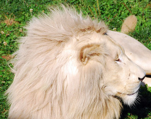 White lion is a rare color mutation of the lion. Until 2009 when the first pride of white lions was...