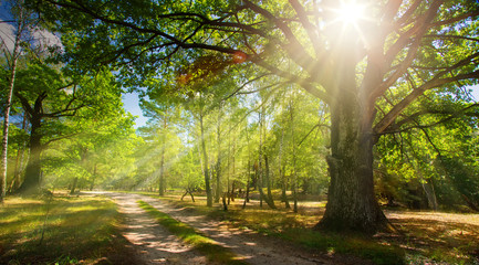 forest road and old oak forest with rays of the rising sun