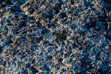 Close up of rock texture with moss and lichen. July, 2019, Washington State.