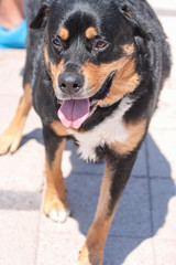 Cute Mutt Dog 