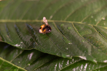 Nature alert concept: close up of a bumble bee (Bombus) dead in selective focus on a green leaf
