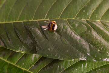Nature alert concept: close up of a bumble bee (Bombus) dead in selective focus on a green leaf
