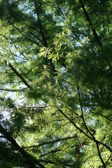 HEIMISCHE SUMPFZYPRESSE . SWAMP CYPRESS . Taxodium distichum