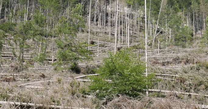 Alberi sradicati dal maltempo