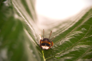 Nature alert concept: close up of a bumble bee (Bombus) dead in selective focus on a green leaf