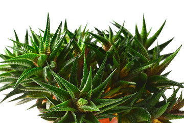 Obraz premium Home plant in a pot isolated on white.