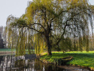 Idyllic view of an overgrown rowboat moored under a weeping willow tree at the lake, Belgium, Europe © The World Traveller