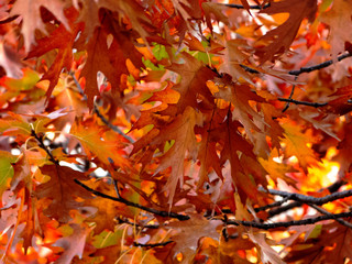 wild and garden plants, flowers, trees	