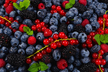 Blackberry, raspberry, blueberry,  red currant and mint background.