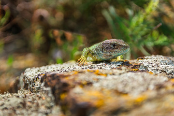 Detail of head green lizard Lacerta viridis on rock, Czech republic