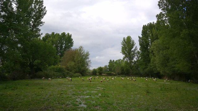 Gran colonia de cig&uuml;e&ntilde;as buscando alimento en un prado verde h&uacute;medo, rodeado de &aacute;rboles