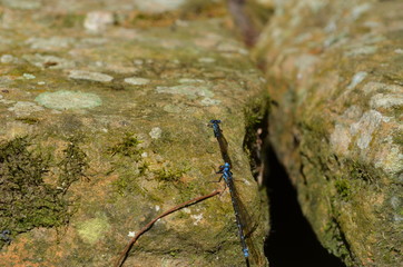 lizard on a rock