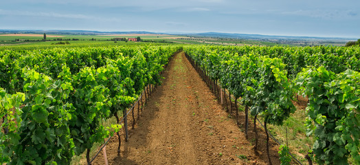 Fototapeta na wymiar Panoramic view to vineyard, agriculture, south moravia, Czech republic