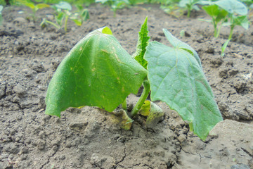 young cucumber plant withered from the sun drought