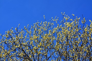 the branches of a flowering tree and blue sky