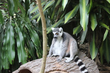 madagascar, lemur, animal, mammal, zoo, wildlife, ring-tailed, nature, wild, fur, catta, ring, cute, tail, white, tailed, eyes, animals, tree, black, portrait, ring-tailed lemur, endangered, sitting