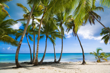 Obraz na płótnie Canvas Tropical beach in Caribbean sea, Saona island, Dominican Republic