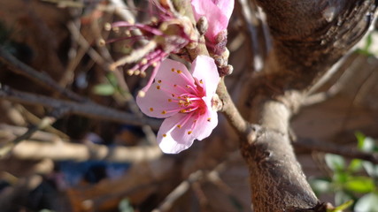 flowers in garden