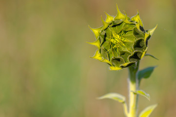New yellow sunflower on the season meadow
