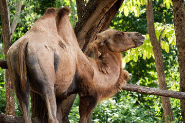 Bactrain camel