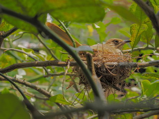 Streak-eared bulbul (Pycnonotus blanfordi) hatching eggs in the nest with green nature blurred background.