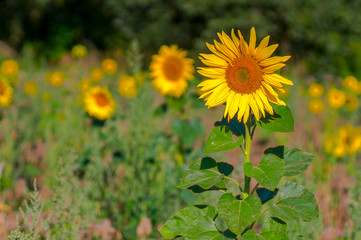 New yellow sunflower on the season meadow