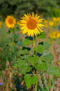 New yellow sunflower on the season meadow