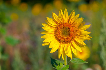 New yellow sunflower on the season meadow