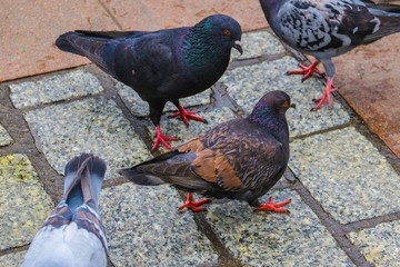 Doves walking along street. Street doves. finding meal.